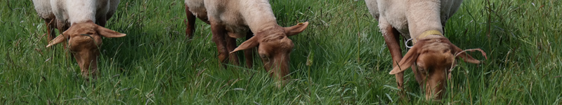 Schafwoll-Produkte aus kontrolliert biologischer Tierhaltung