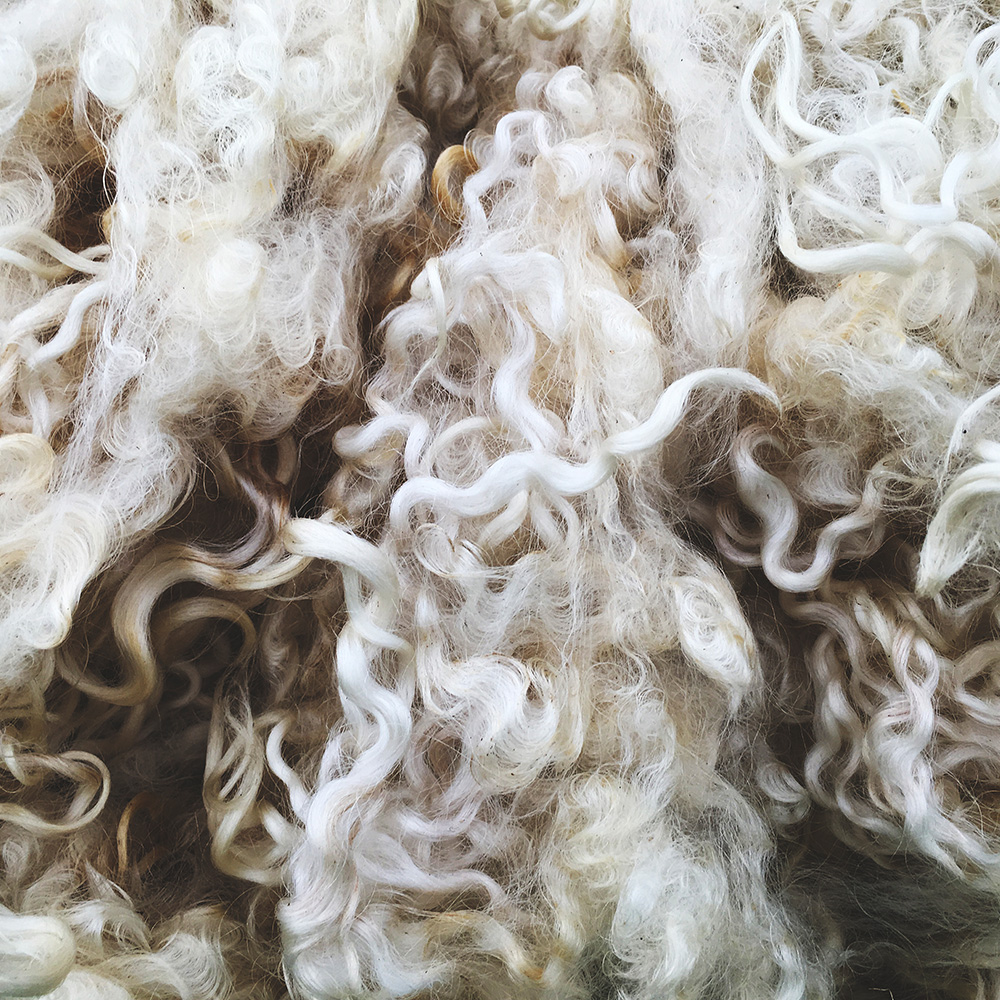 Gewaschene Schafwolle in natürlichen Cremetönen, in feinen Locken